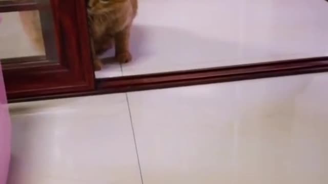 The cat at the door