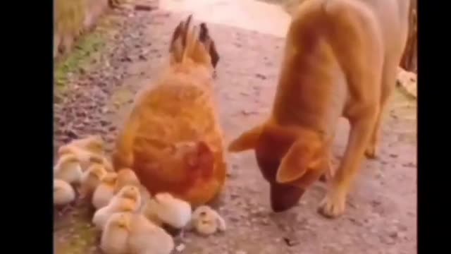 Dog and Hen funny video