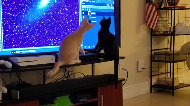 Starstruck Kitties