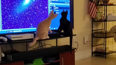 Starstruck Kitties