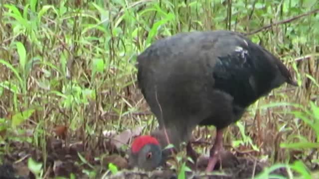 Rad-naped ibis birds looking for food