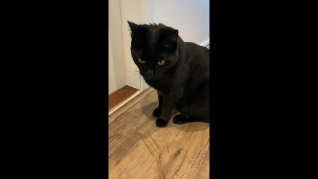 Midnight wants to meet her Boyfriend | Breaking Mama's Heart | Funny Animal - Cat Videos