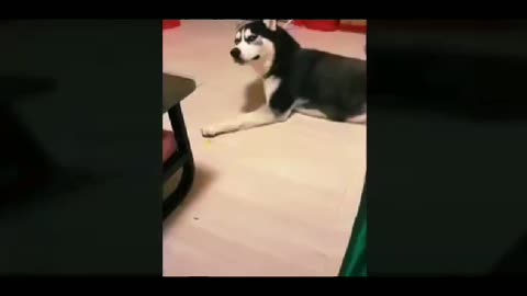 Funny 🐶 🐶 dog 🐕 video..its time to 🤣🤣laughing