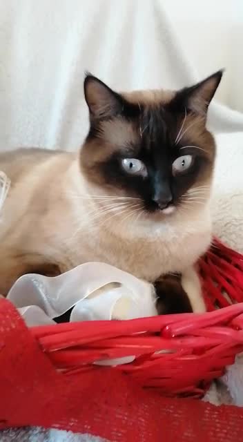 A valentine cat in the basket