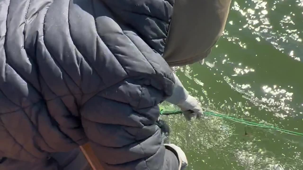 Rescuing a Bird Caught in a Fishing Net