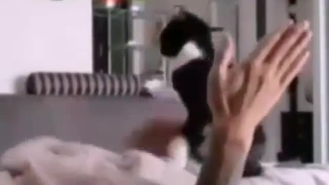 Video of funny catm