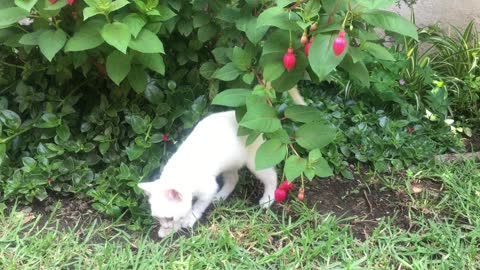 White cat playing in the backyard