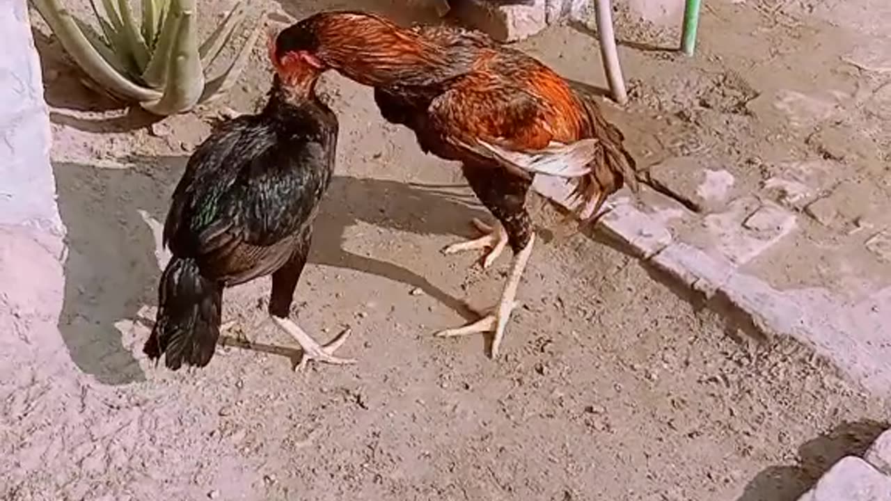 Birds fighting male and 2 female