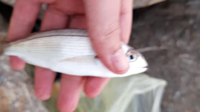 fishing in algeria