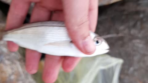 fishing in algeria