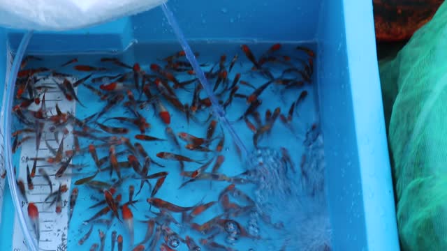 good koi seeds