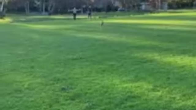 Whippet Zoomies at Seeing Her Friend