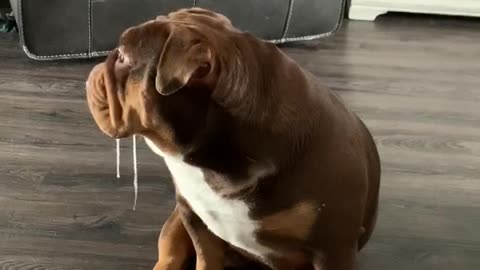 Drool Dog