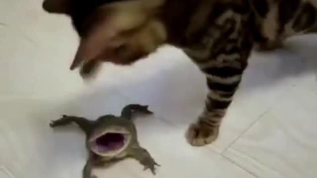 This cat is bullying frogs