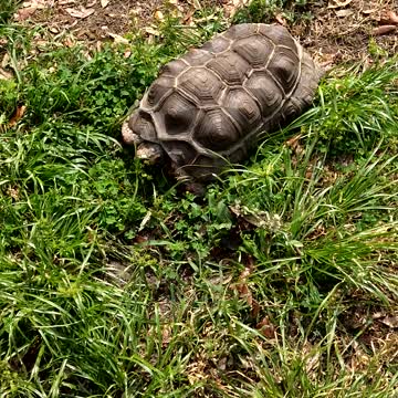 Redfoot Tortoise Having a Snack
