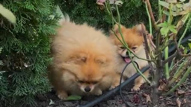 Cute Dogs Beside a Plant