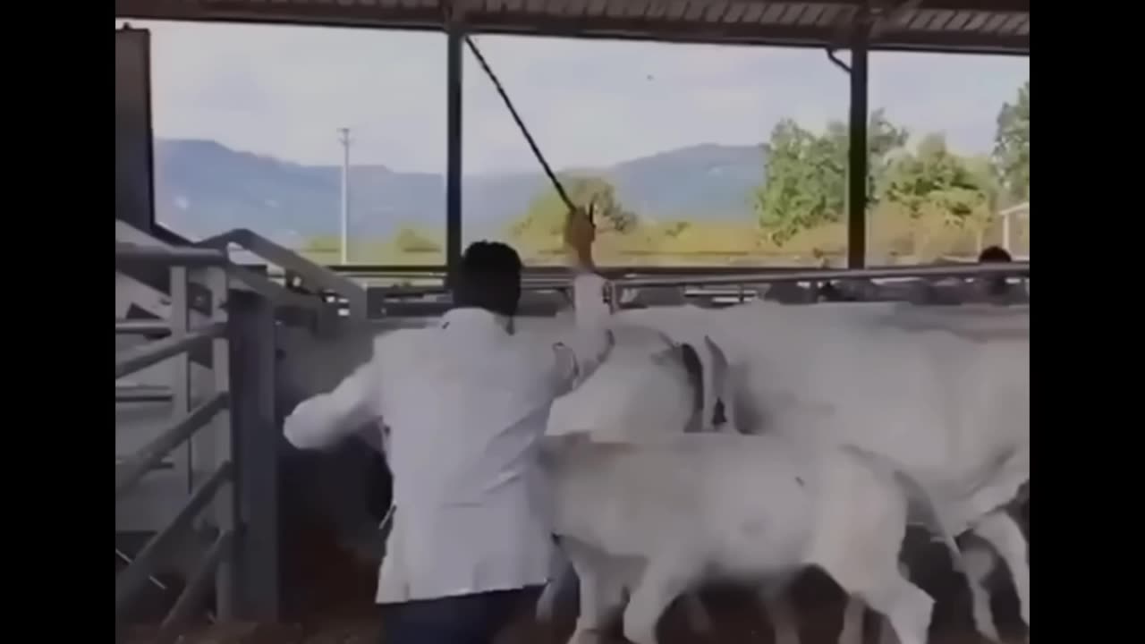Very funny video try not lagh 🤣🤣🤣