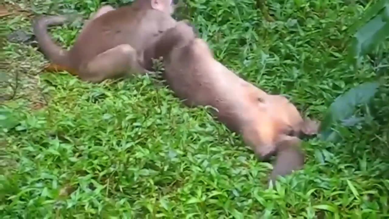 Jaguar VS Giant otter Confrontation Ends With a Fatal Head bite ] Survival battle. Part 4