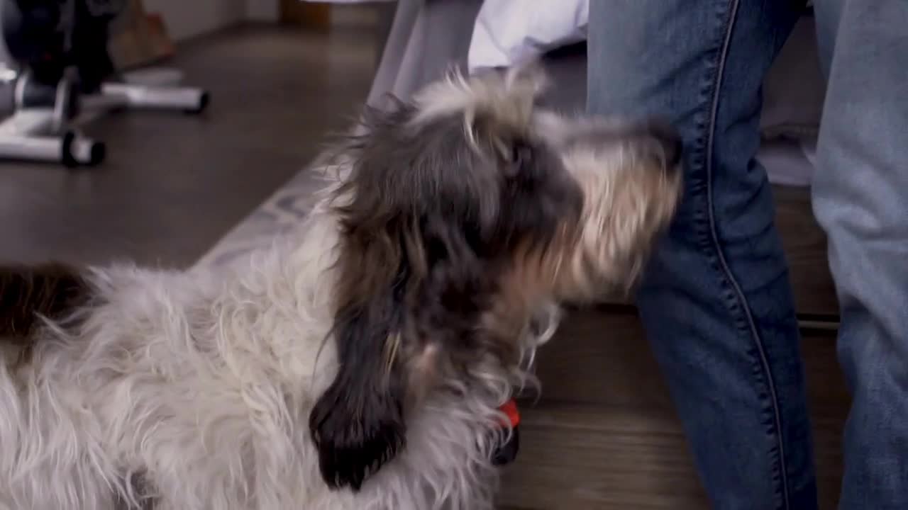 Cute PBGV pedigree dog Petit Basset Griffon Vendeen looking up at his owner in slow motion