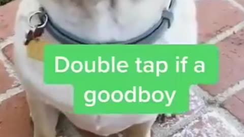 Funny Dog Videos New 2021