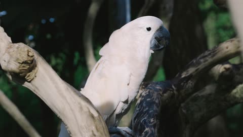 White parrot in the branches