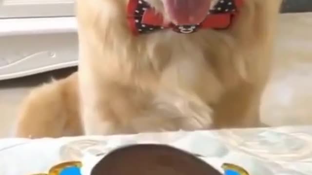 Funny Animal Videos - Adorable Labrador Compilation