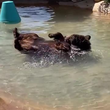 Just a bear taking a bath.. 😊