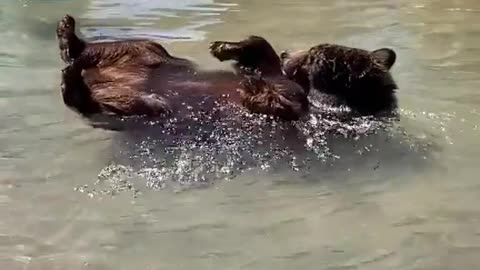 Just a bear taking a bath.. 😊