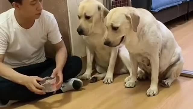 FASCINATING Dog Video: Caused Stomach hurt from snickering so hard!