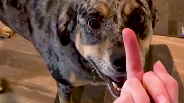 Dogs Reaction against Middle Finger| Funny dog get anger against Middle finger