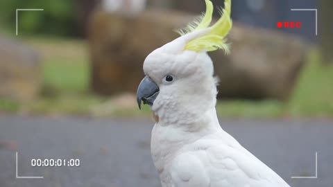 A beautiful parrot seen in the morning