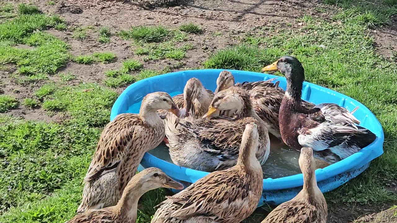 Ducks at the small watering hole