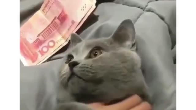 This Is What Happen When You Give Money To Your Cat!!