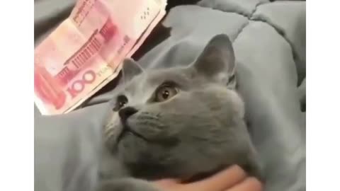 This Is What Happen When You Give Money To Your Cat!!