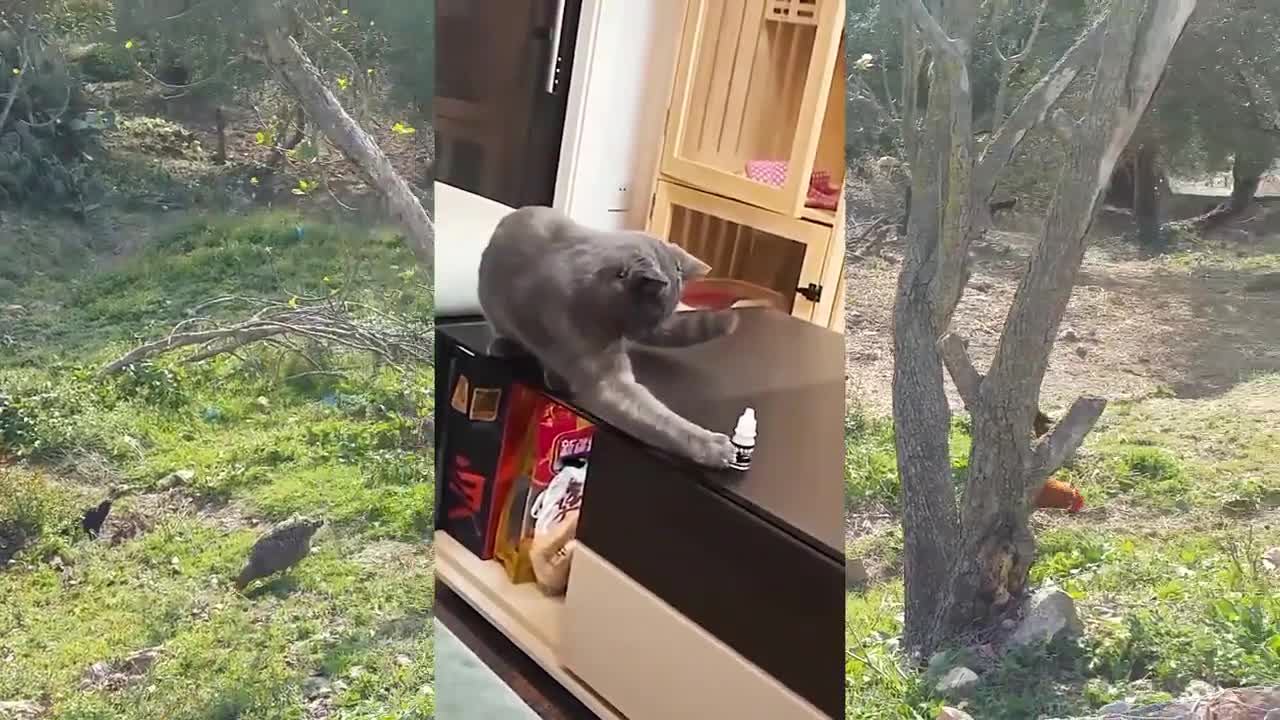Funny cat and dog videos