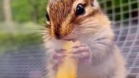 Greedy squirrel