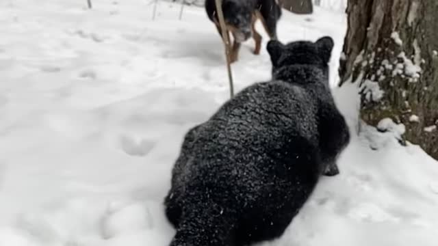 leopard vs rottweiler..!!