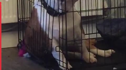a dramatic reaction of a dog