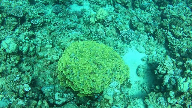 Coral reef and water plants in the Red Sea, Dahab, blue lagoon Sinai Egypt 6