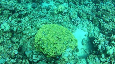 Coral reef and water plants in the Red Sea, Dahab, blue lagoon Sinai Egypt 6