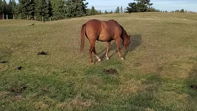 Zeus following me in from the pasture