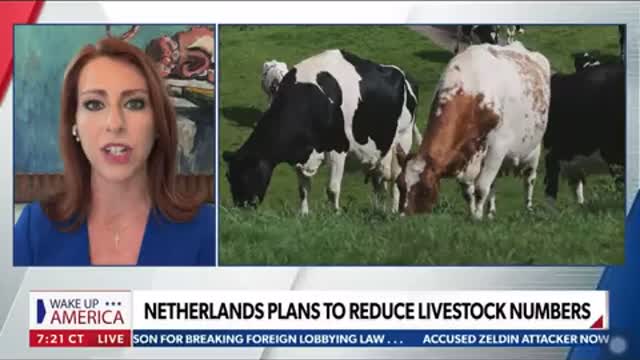 The Netherlands plan to reduce farmers livestock Numbers.