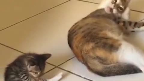 copy kitten