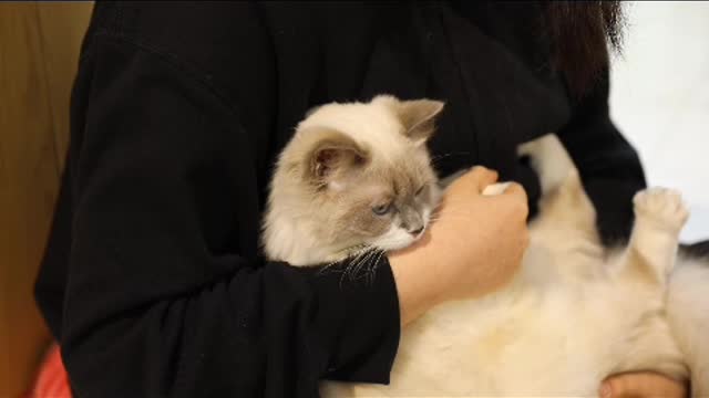 A sitting cat is the ideal embodiment of peace