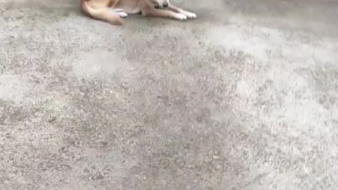 Two best friends separated by door, dogs