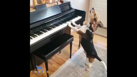 Dog try to singing ☺️