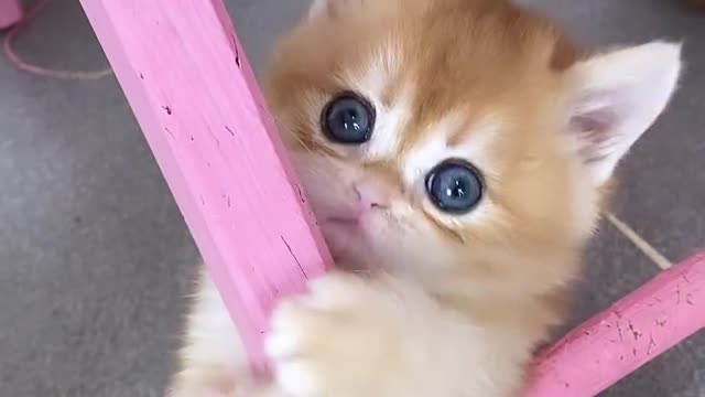 Cute Cat