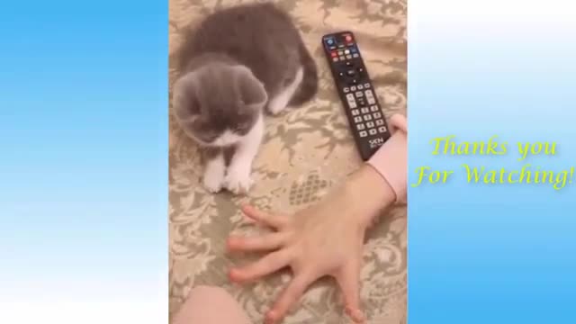 BEST CUTE CATS AND DOGS COMPILATION