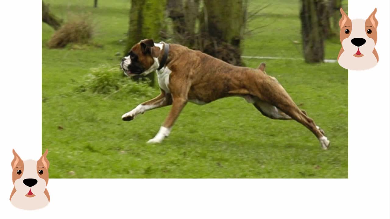 Como Adestrar Um Boxer? - Aprenda a Como Adestrar Um Cachorro Boxer