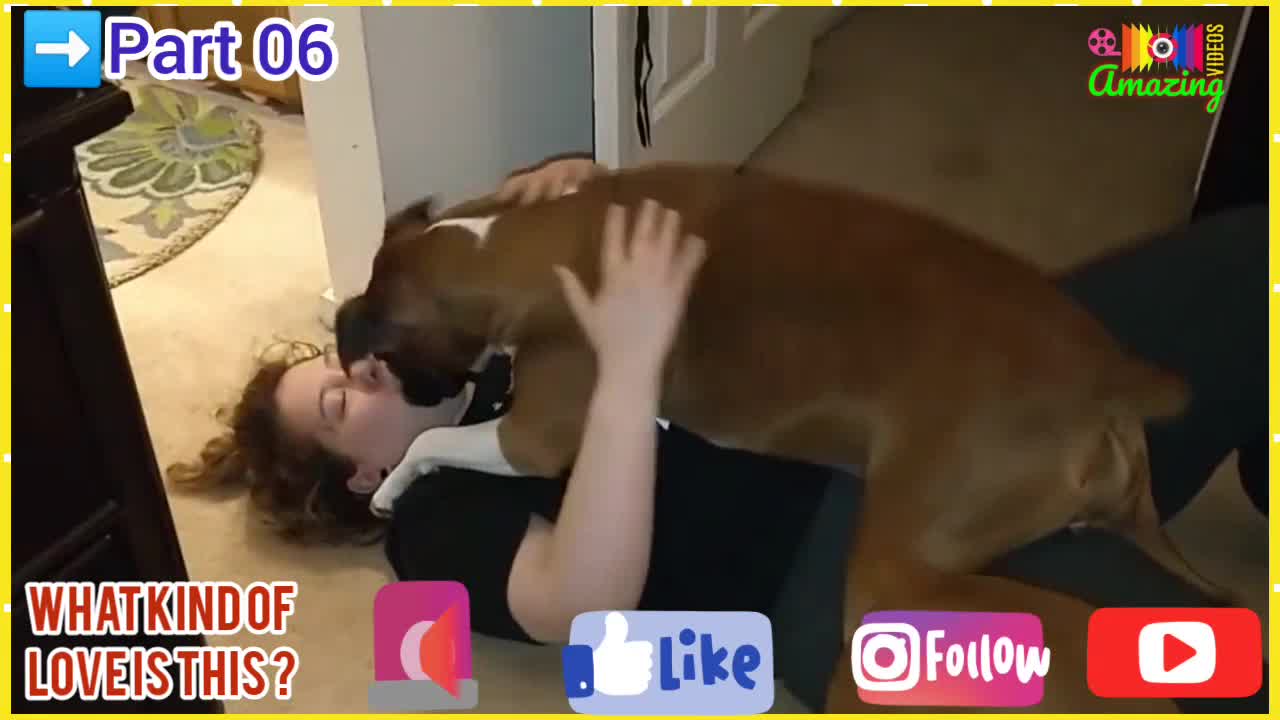 Hot Amazing🤩Dog🐕🦺Lover🐕Part 06💋Kissing Dog🐶Video🦮Animal😍Dog Lover🐕Amazing🧐Shorts😳Reels📢Videos😁📸